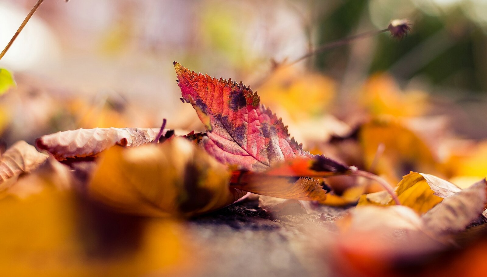 Winterizing Your Deck: Fall Steps That Protect It Until Spring